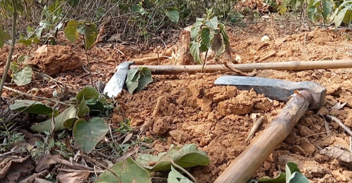 শালবনে কুঠার বাহিনীর থাবা