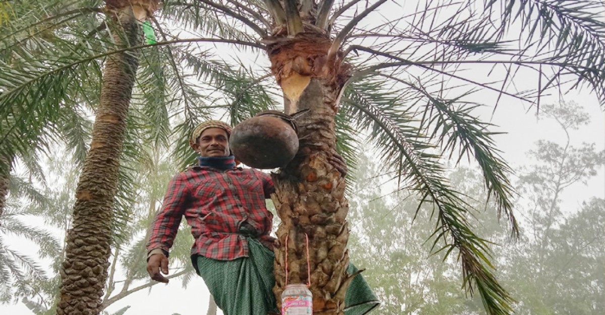 আনারসের রাজধানীতে খেজুরের রস ও চাটি গুড়ের অপার সম্ভাবনা
