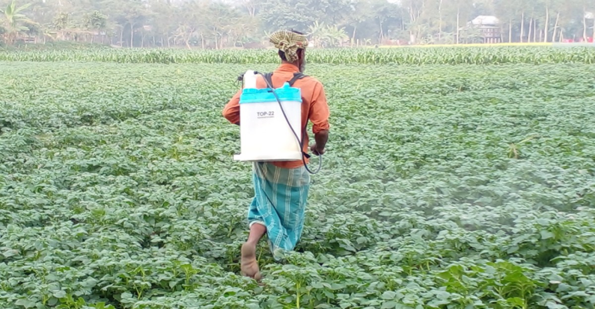 আলুর আশানুরূপ ফলনের আশায় ক্ষেতে কৃষকদের বাড়তি যত্ন