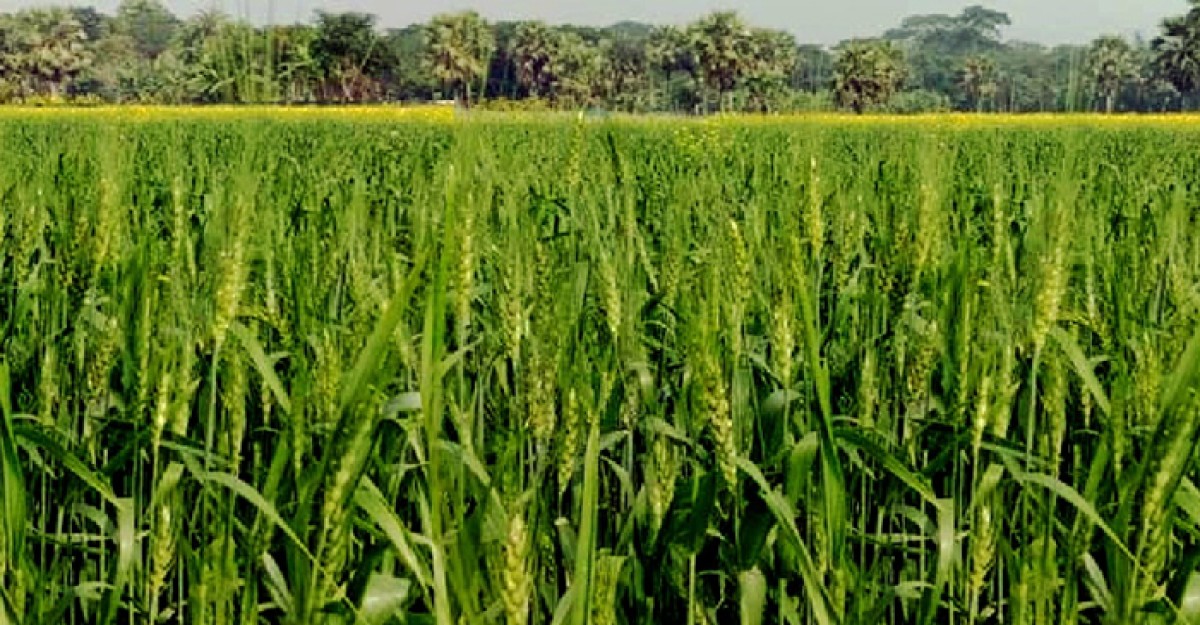 ভেড়ামারায় গমের বাম্পার ফলনে কৃষকের মুখে হাসি