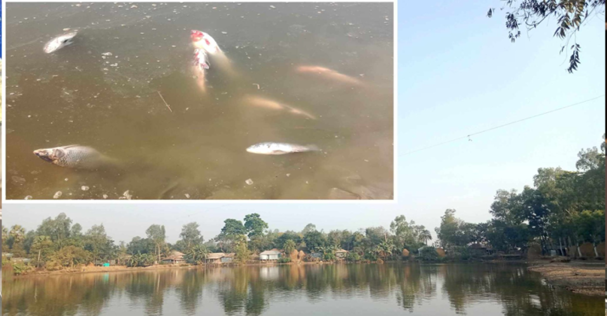 তাড়াশে ইজারাদারকে উচ্ছেদ করতে পুকুরে বিষ প্রয়োগ: লাখ টাকার ক্ষয়ক্ষতি