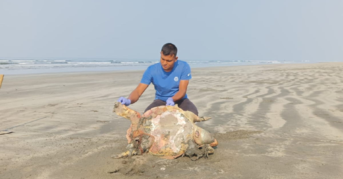 সৈকতে আরও ২টি মৃত ‘মা কচ্ছপ’; পেটে ১৮৫ ডিম