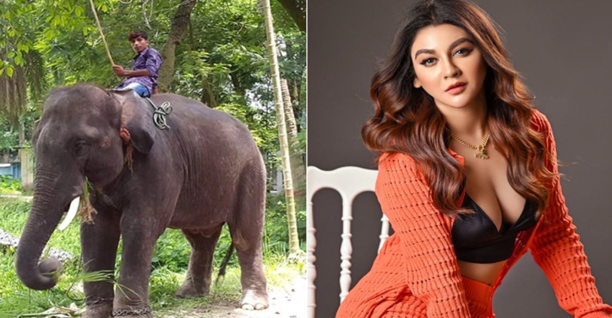 জয়ার রিটে বন্ধ হলো বন্যপ্রাণী হাতি নির্যাতন