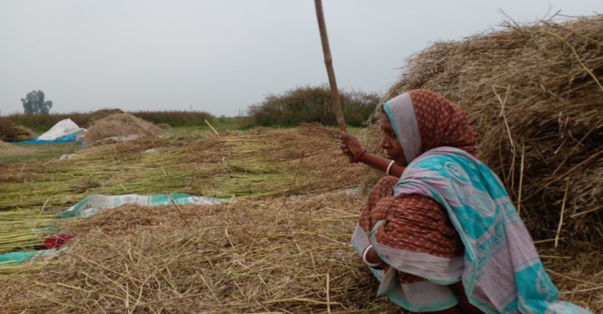 শ্রীনগরে সরিষা মাড়াই-ঝাড়াই কাজে ব্যস্ত কৃষাণ কৃষাণী