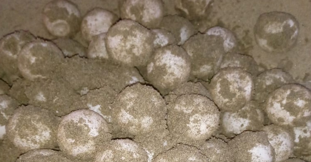 ১৭ ‘মা কচ্ছপ’ ১৮৯০ টি দিয়ে ফিরছে সাগরে