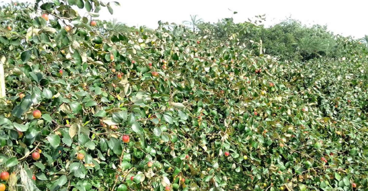 রাজবাড়ীতে কুল চাষে ভালো ফলন হওয়ায় লাভের স্বপ্ন দেখছেন চাষিরা