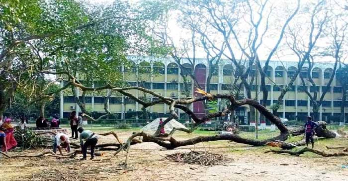 মঞ্চ তৈরির সাথে সাথেই ৫০০ বৃক্ষ রোপণ করবে প্রশাসন