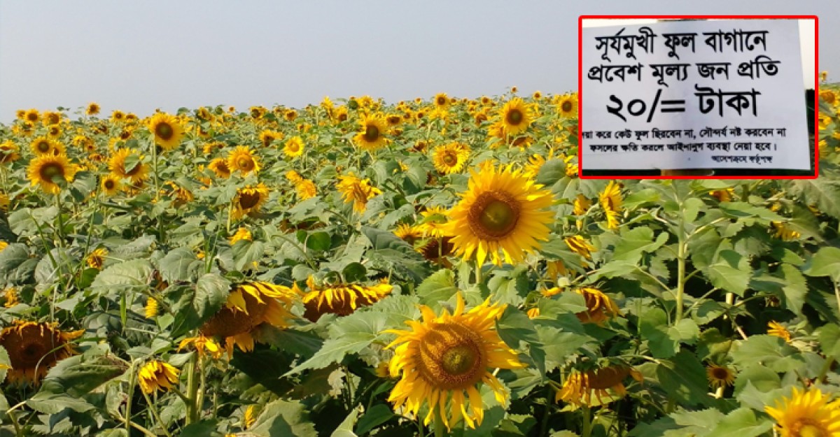 পদ্মার চরে দর্শনার্থীর ভীড়ে সূর্যমুখীর সৌন্দর্য উপভোগে লাগবে টিকেট