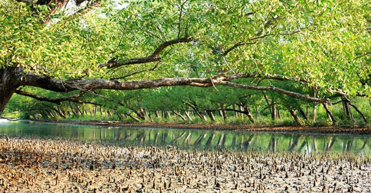 সুন্দরবনে গাছের সংখ্যা জানতে জরিপ শুরু, কতদিন লাগবে?