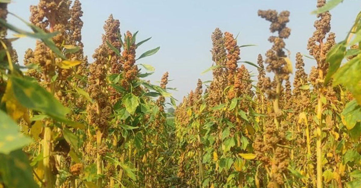 পঞ্চগড়ে চাষ হচ্ছে পুষ্টিগুণে সমৃদ্ধ দানাদার কিনোয়া