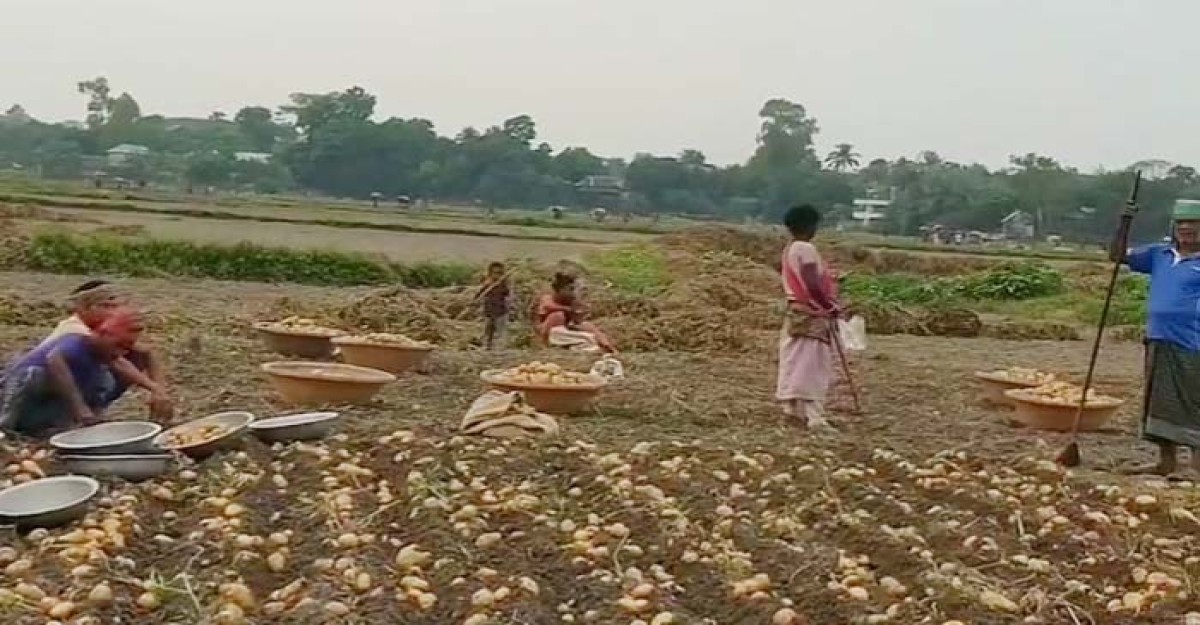 শ্রীনগরে আলু উত্তোলনে শ্রমিক সংকটে খরচ বাড়ছে কৃষকের