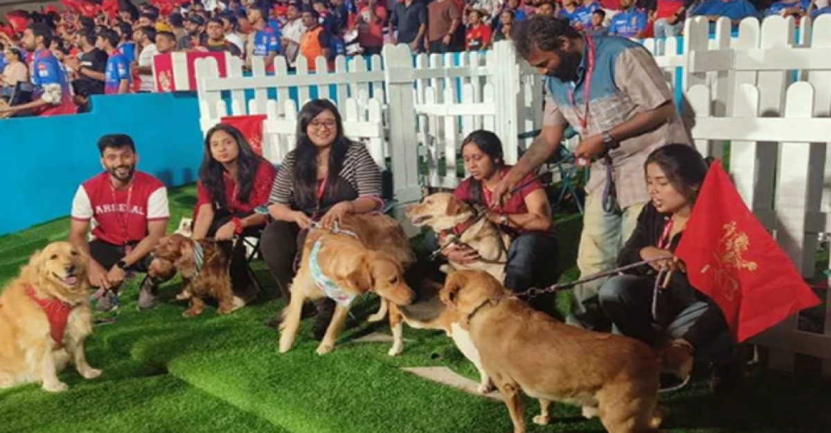 মাঠে বসে আইপিএল দেখার অনুমতি মিললো কুকুরের!