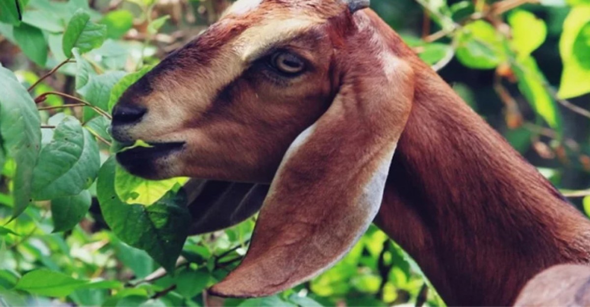 ছাগলে আম গাছের পাতা খাওয়ায় সংঘর্ষ, নিহত ১