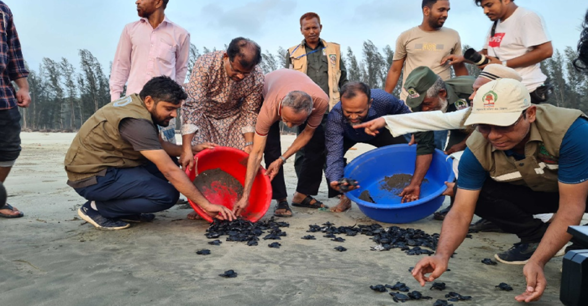 সাগরে ফিরেছে ৭৫০ কাছিম ছানা