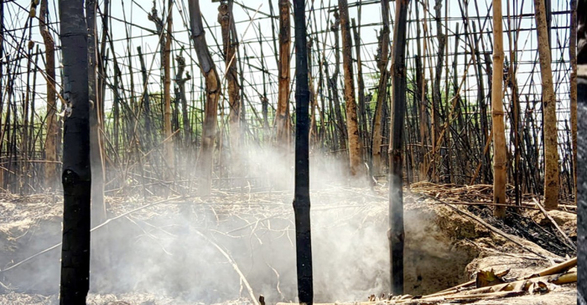 ভেড়ামারায় পুড়ল ৫০ বিঘা পানের বরজ