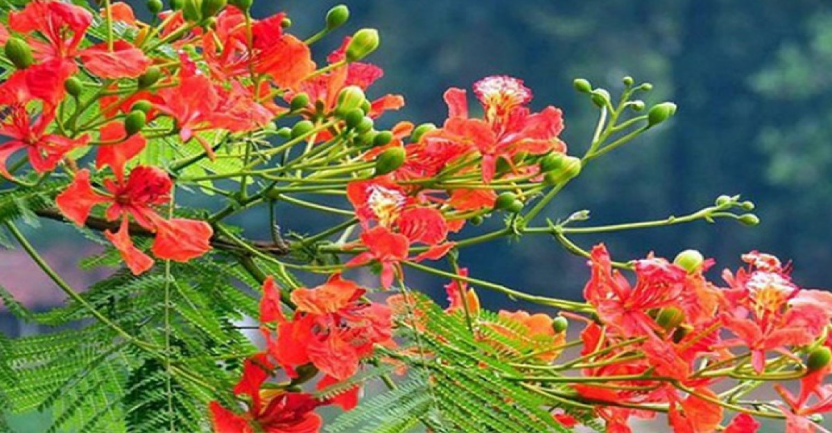 সৌন্দর্যের ডালি সাজিয়ে হাজির কৃষ্ণচূড়া