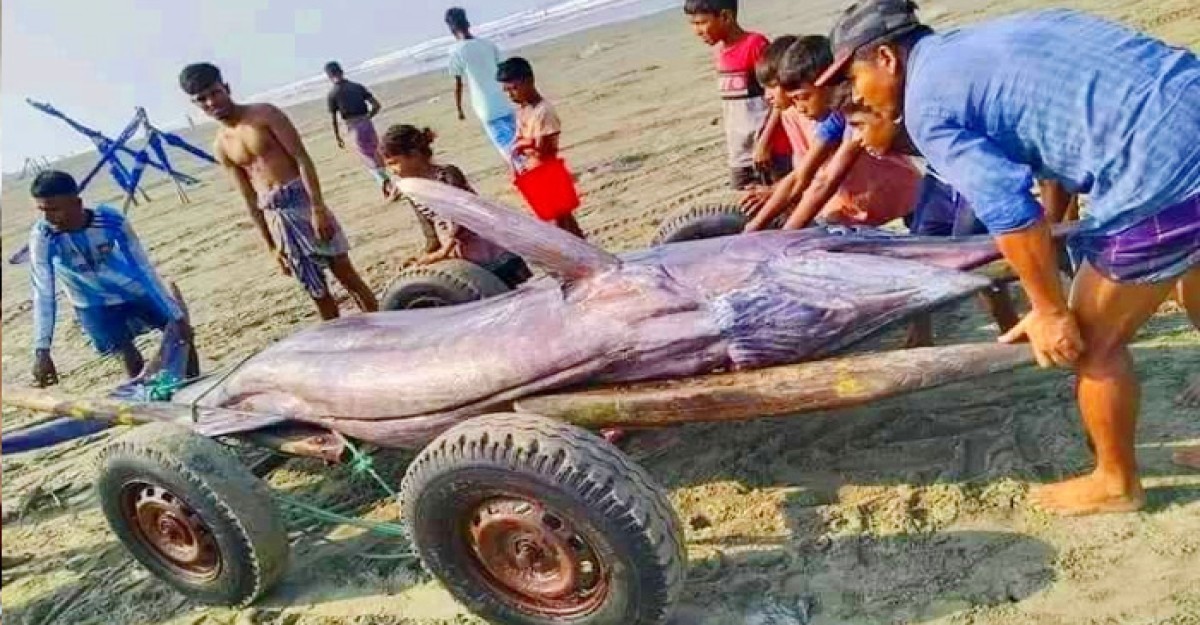 টেকনাফে জেলেদের জালে ধরা পড়েছে ৪০০ কেজি ওজনের তলোয়ার মাছ