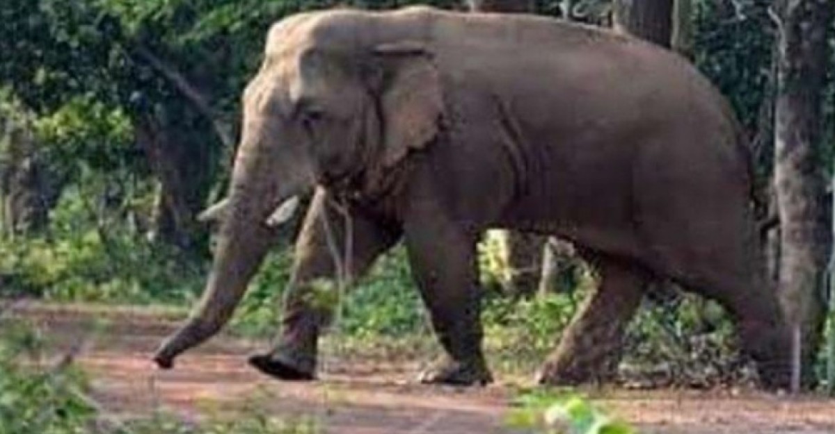 আসামে হাতির হামলায় নিহত ৩