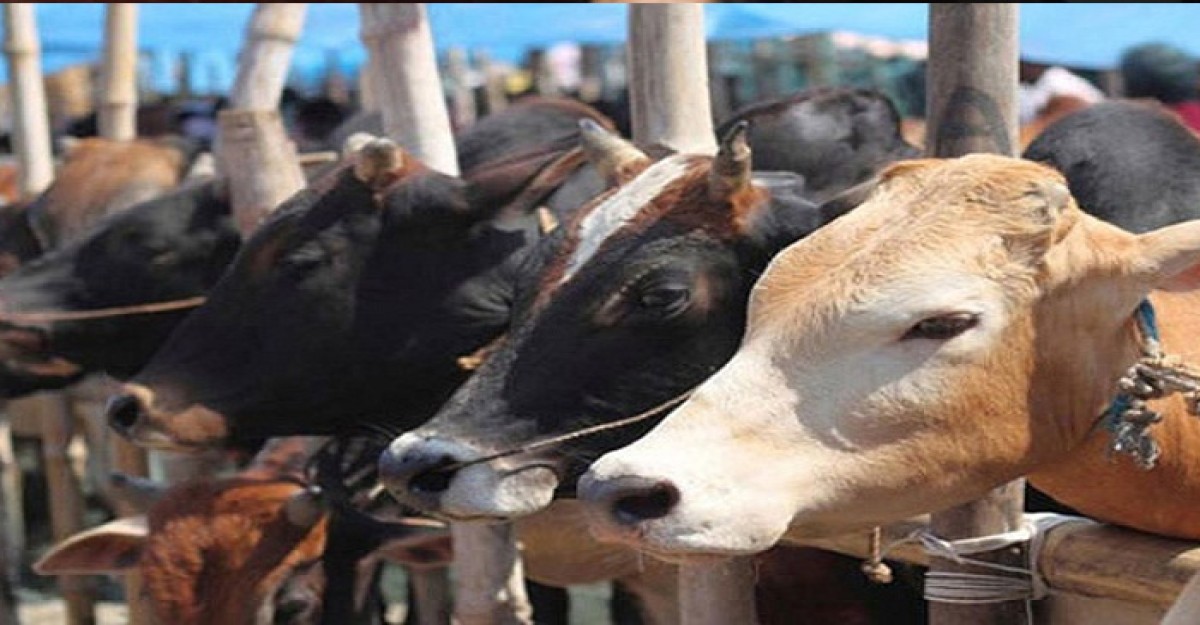 ‘কোরবানী ঈদে পশু আমদানির কোনো পরিকল্পনা নেই'