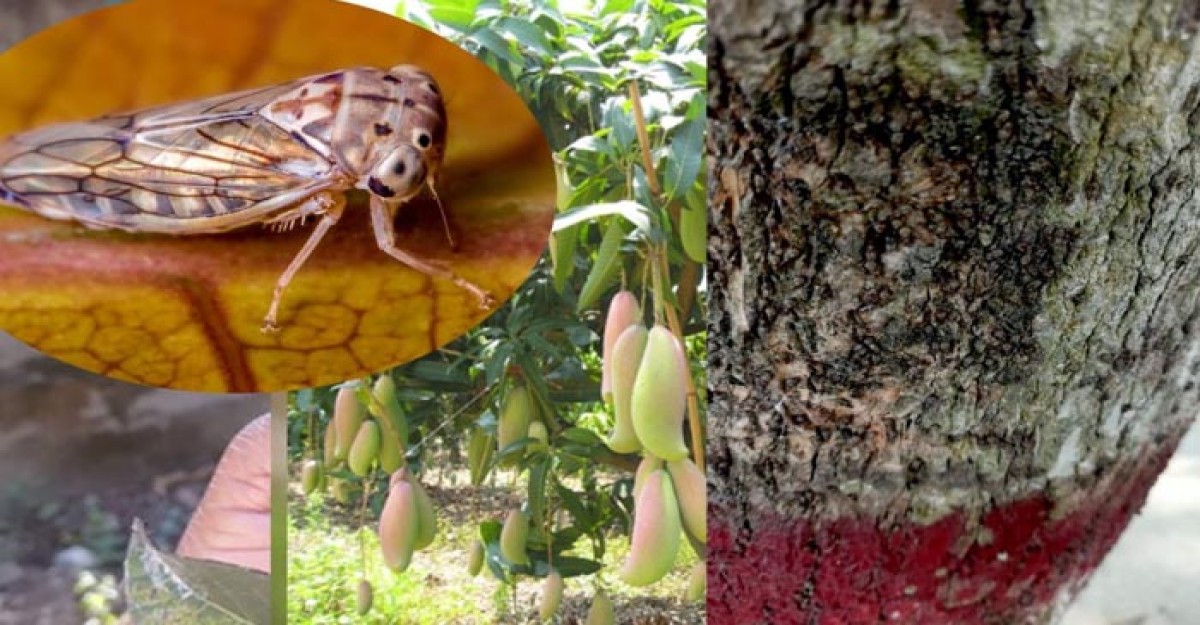 রাবির আম গাছে হপার পোকার উপদ্রব, ভোগান্তিতে শিক্ষার্থীরা