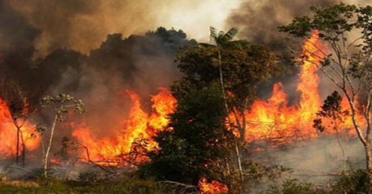 আগুন নেভাতে পারেনি ফায়ার সার্ভিস, রাতভর জ্বলবে সুন্দরবন