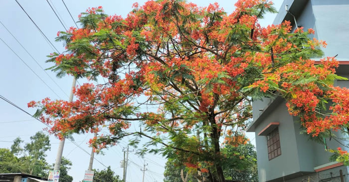 প্রকৃতিকে অপরূপে সাজিয়েছে কৃষ্ণচূড়া, সেই প্রেমে মুগ্ধ মানুষ