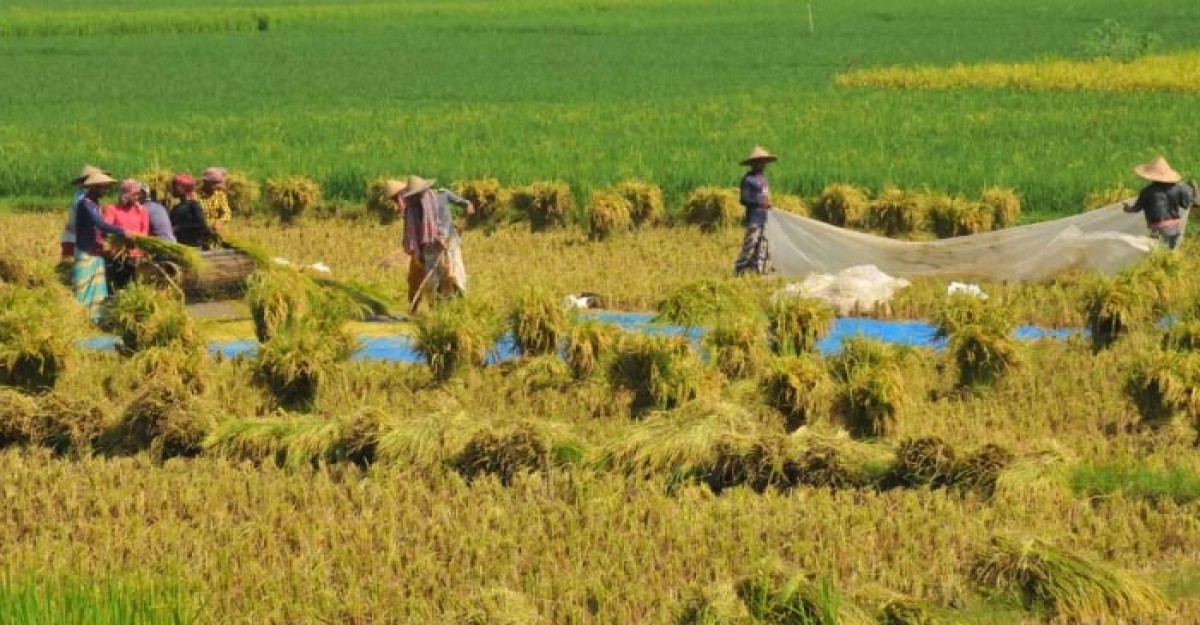 কুড়িগ্রামে ধান কাটা-মাড়াইয়ে ব্যস্ত কৃষকেরা