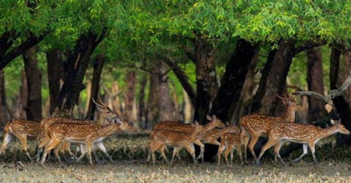 সুন্দরবনে হরিণসহ একশ প্রাণির মৃতদেহ উদ্ধার
