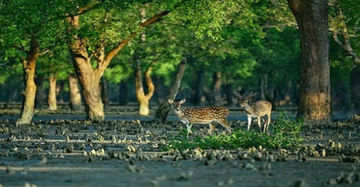 ৩ মাস সুন্দরবনে প্রবেশে নিষেধাজ্ঞা