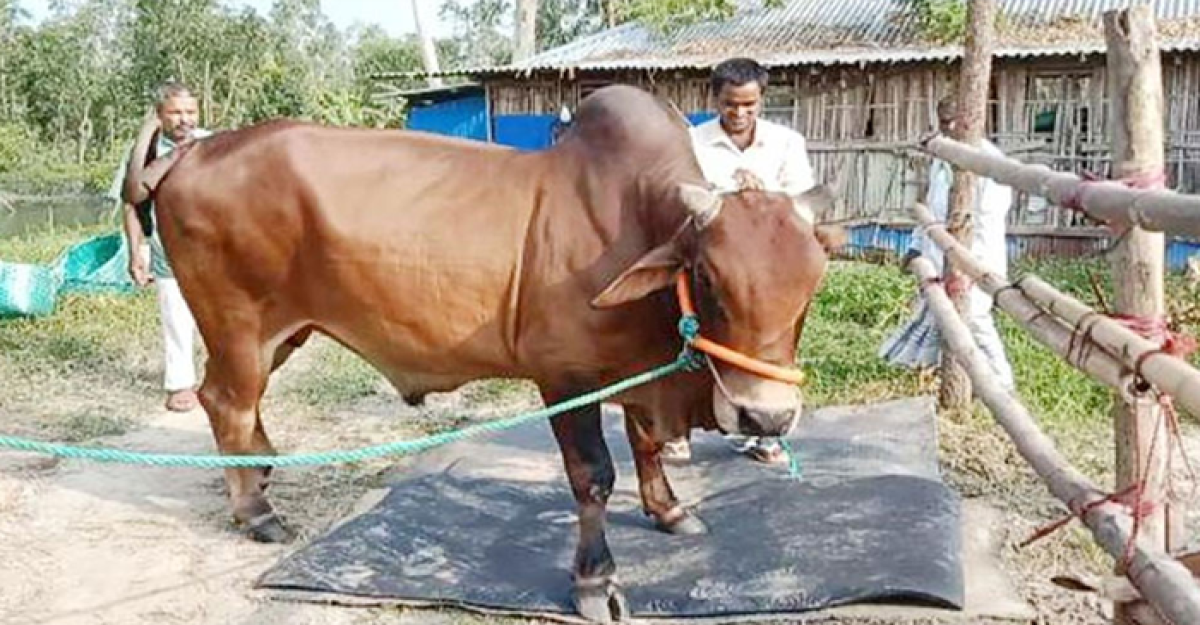 ‘জায়েদ খানের’ দাম ১২ লাখ টাকা, সঙ্গে ছাগল ফ্রি