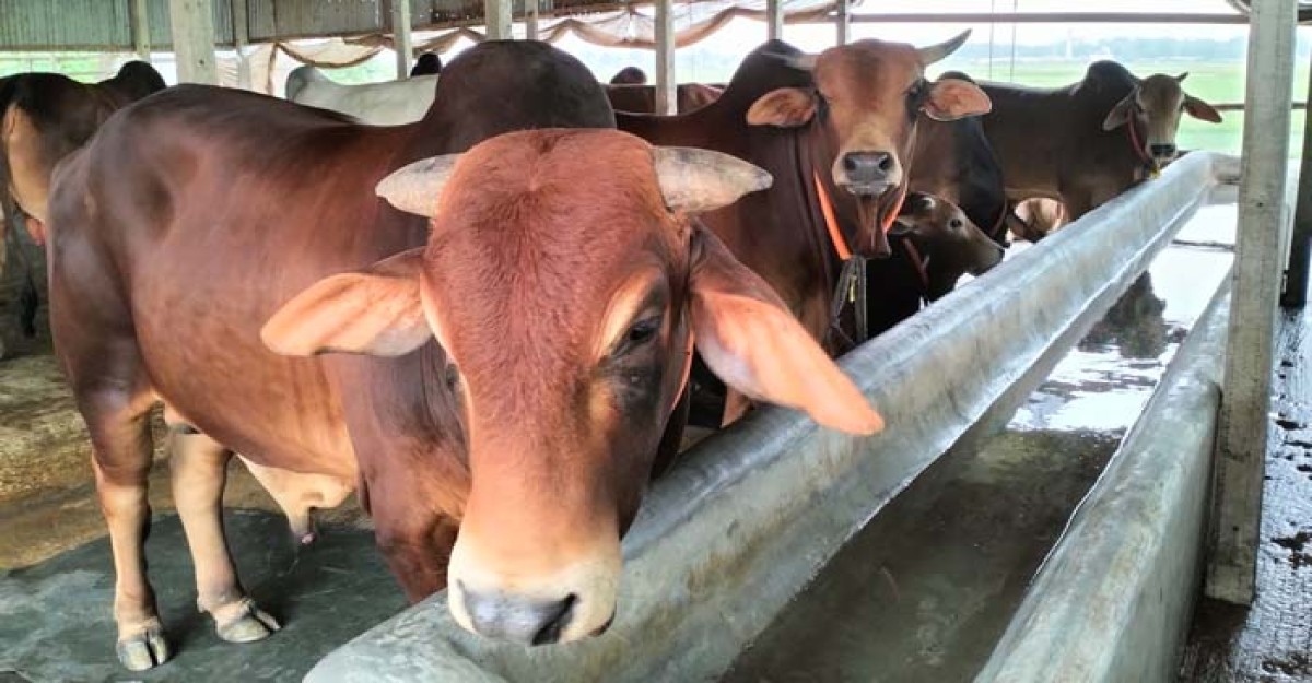 ধামরাইয়ে কোরবানীর জন্য ষাঁড় গরুসহ বিপুলসংখ্যক পশু প্রস্তুত