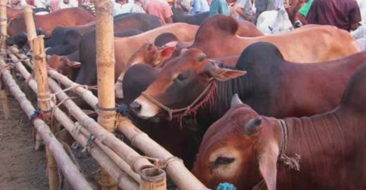 হাট ভরা কোরবানির পশু, দাম নাগালে আসার অপেক্ষায় ক্রেতারা