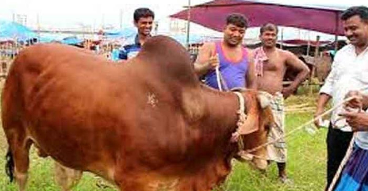প্রায় ২৪ লাখ পশু বিক্রি হয়নি, বড় লোকসানে খামারিরা