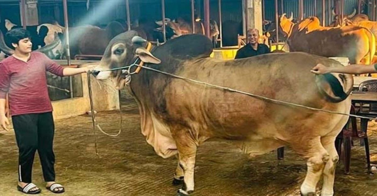 ঈদে ছাগলকাণ্ডের ইফাত ৭০ লাখ টাকার গরুও কেনেন