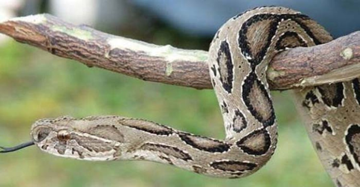 বিষধর হলেও তেড়ে এসে কামড়ায় না রাসেলস ভাইপার