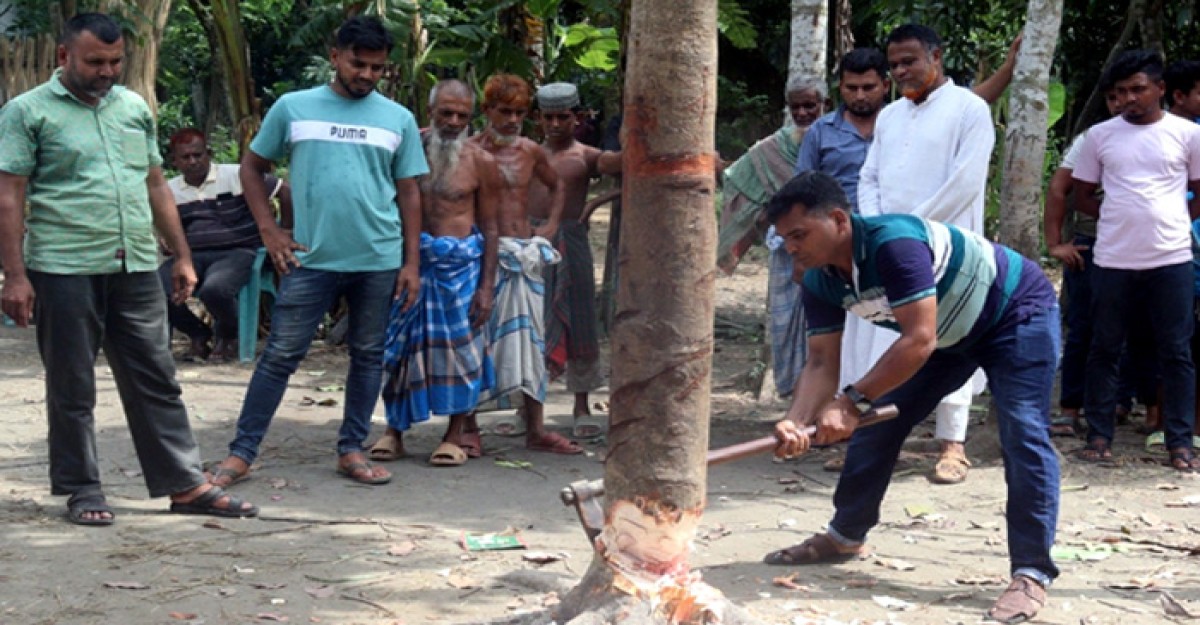 কেটে ফেলা হলো ‘কথা বলা’ সেই আলোচিত গাছ