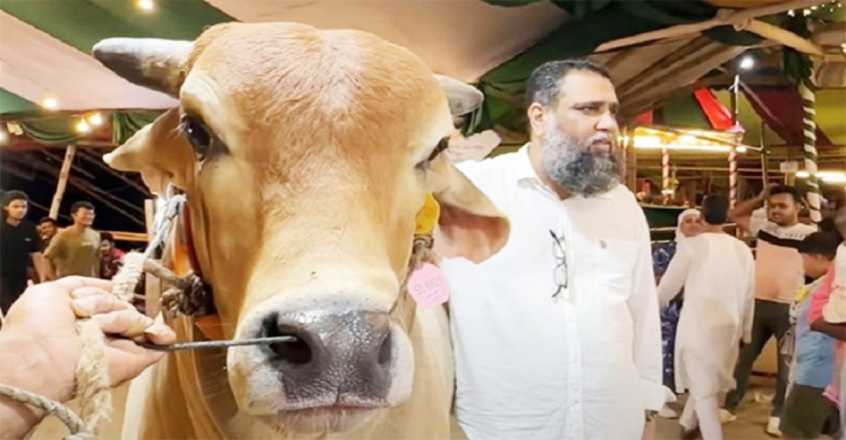 সাদিক অ্যাগ্রোর ব্রাহমা জাতের ৬টি পশু জব্দ