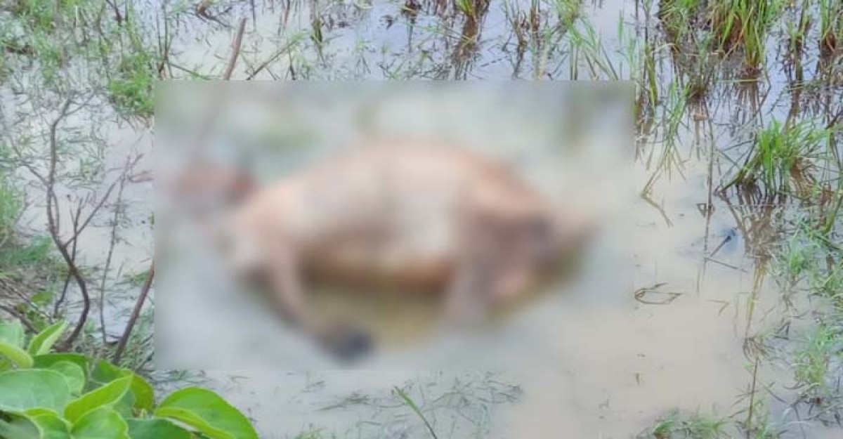 মৌলভীবাজার পুলিশ সদস্যের বাড়ি থেকে গরু চুরি!