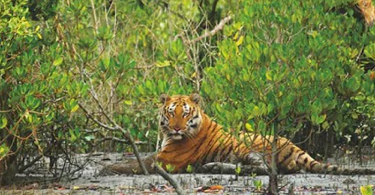পর্যটকদের জন্য সুন্দরবন উন্মুক্ত হচ্ছে ১ সেপ্টেম্বর