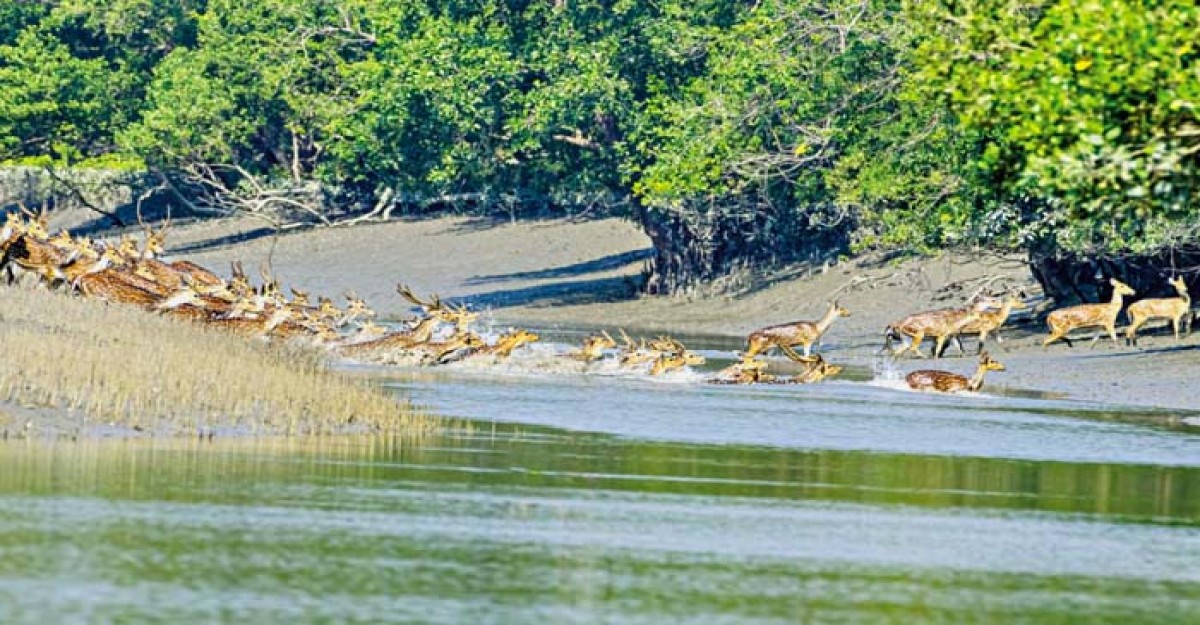 দীর্ঘ তিন মাস পর দুয়ার খুলছে সুন্দরবনের, চলছে নির্ভরশীলদের প্রস্তুতি