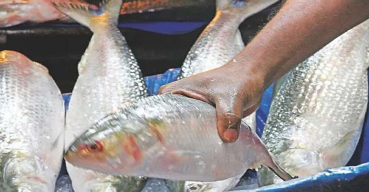 এবারের দুর্গাপূজায়ও ৩ হাজার টন ইলিশ যাচ্ছে ভারতে
