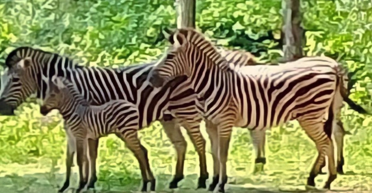 বঙ্গবন্ধু সাফারি পার্কে জেব্রা পরিবারে দুই নতুন অতিথির আগমন