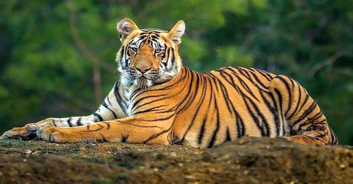 সুন্দরবনে বাঘ বেড়েছে ১১টি
