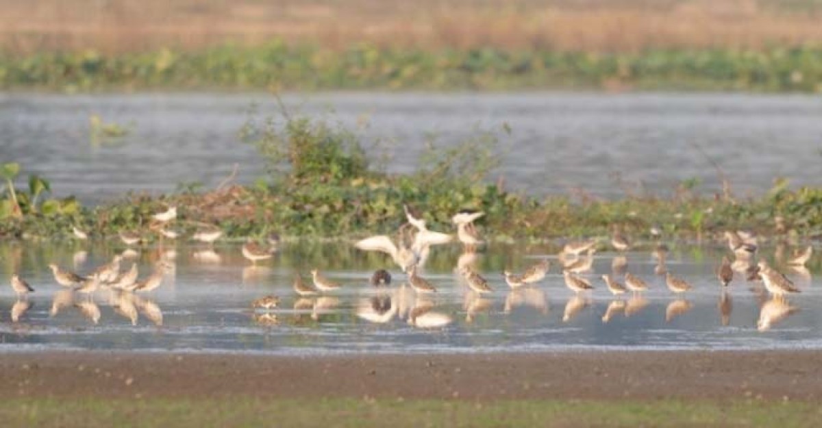 অতিথি পাখিদের নিরাপদ আশ্রয় স্থল উকড়ির বিল