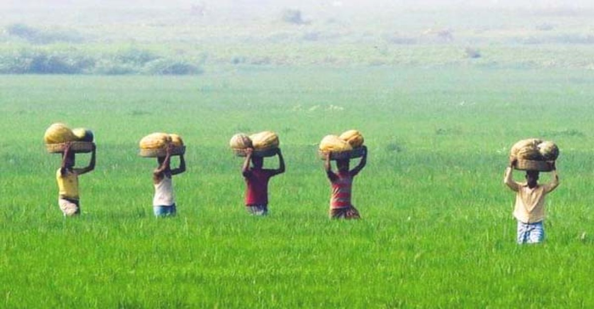 আড়িয়াল বিলে কুমড়া মোজাইক রোগের আক্রমণ, দিশেহারা কৃষক