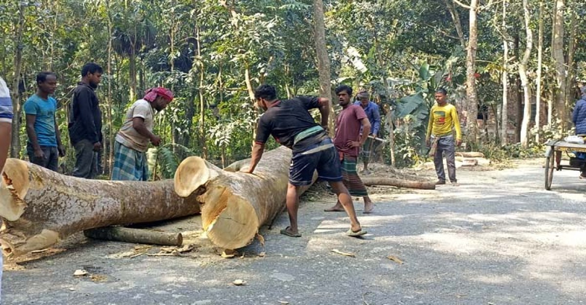 সদরপুরে সরকারি গাছ চুরির করে নেওয়ায় সাবেক প্যানেল চেয়ারম্যান মোস্তফা আটক