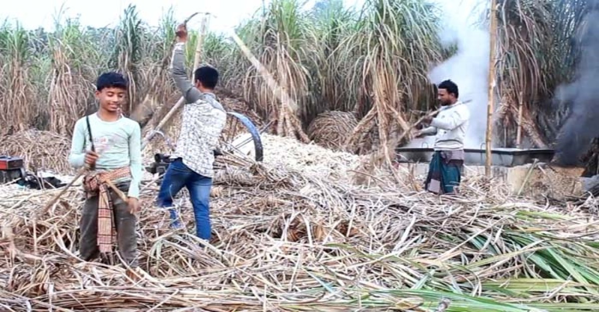খোকসায় আখ চাষে আগ্রহ নেই চাষিদের