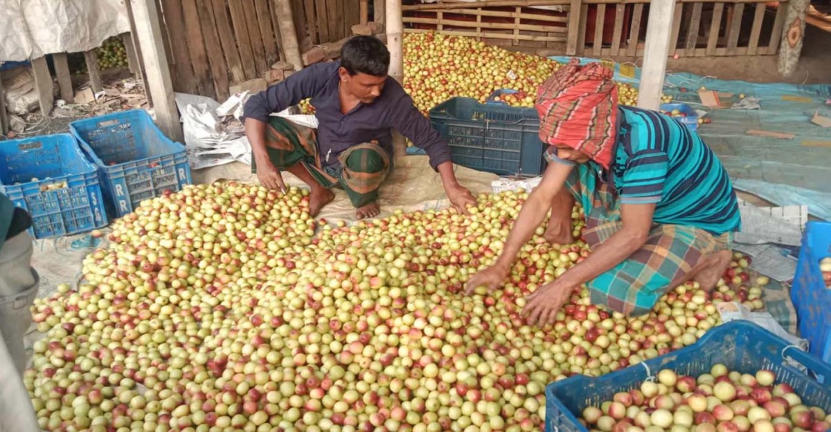 জমজমাট শার্শার বাগআঁচড়া বেলতলা কুলের বাজার