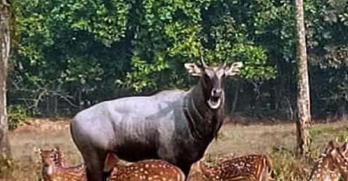 সাফারি পার্কের দেয়াল টপকে পালিয়েছে নীলগাই