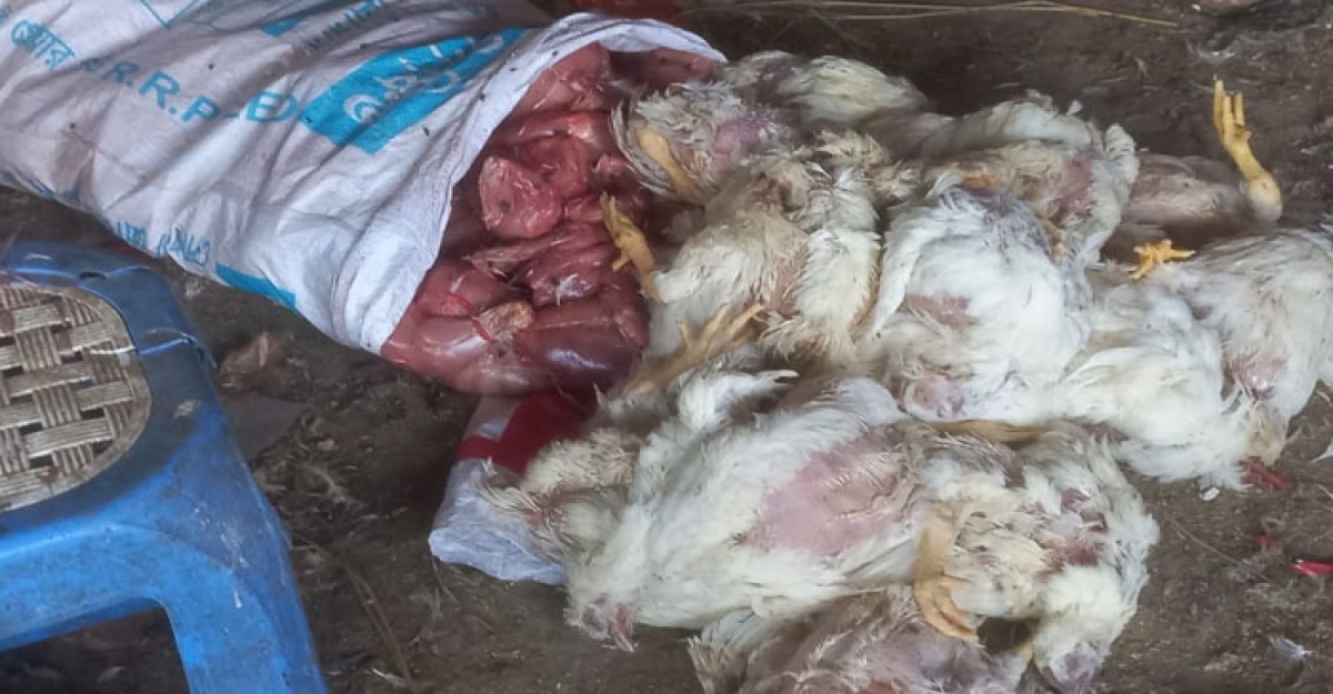 মুরগির দোকান থেকে ৭০ মরা মুরগি জব্দ